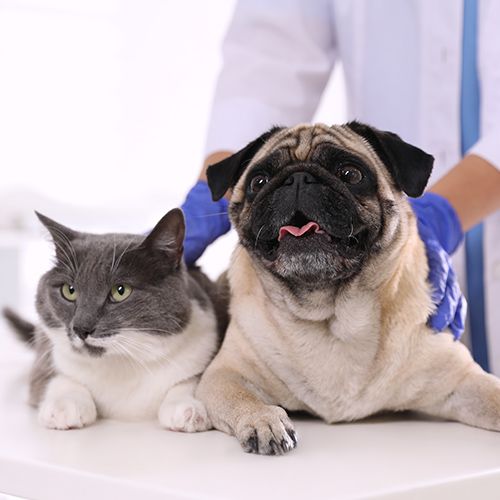 vet urgent care