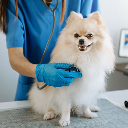 vet urgent care