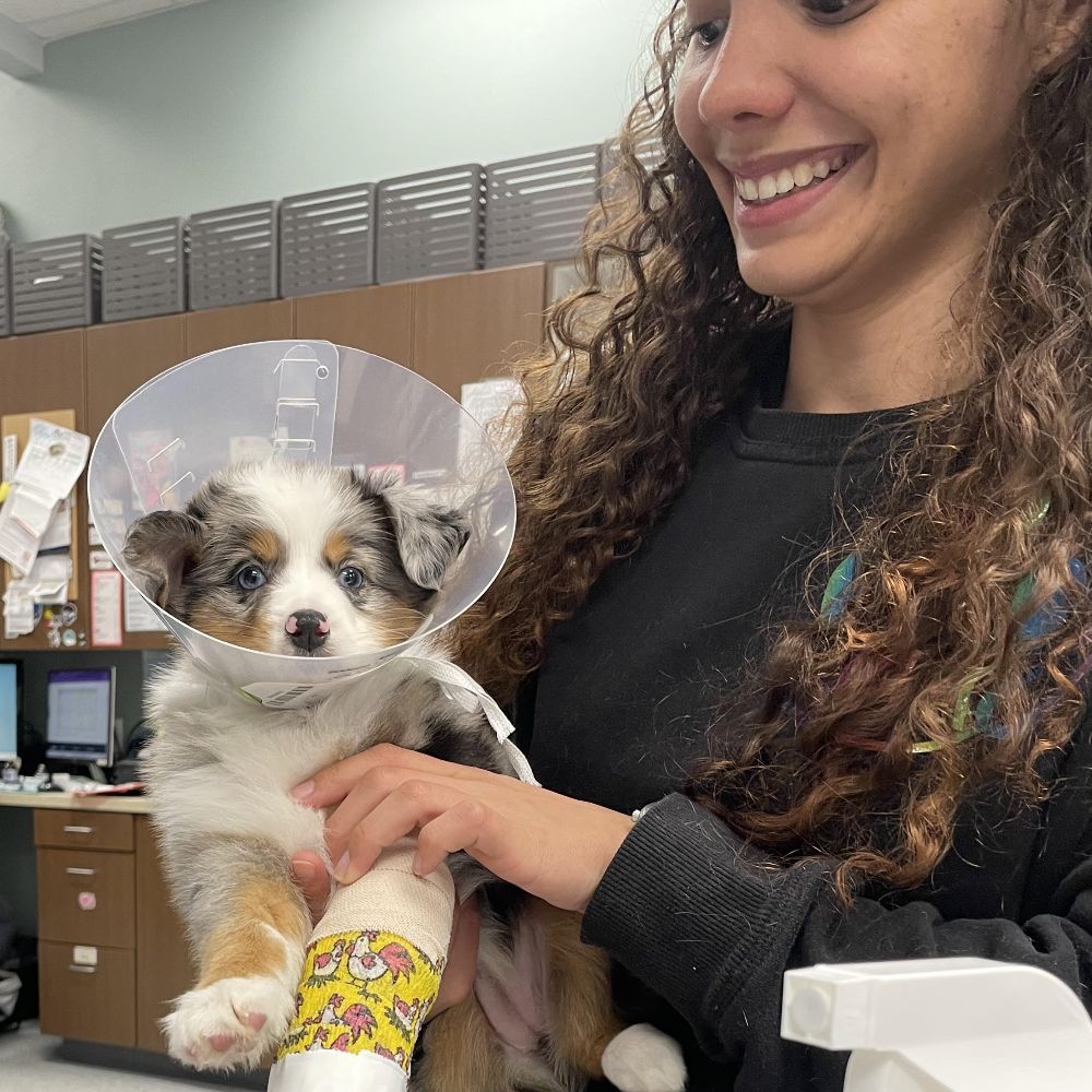 Meet Our Vets in Rockwall, TX Rockwall Urgent Vet