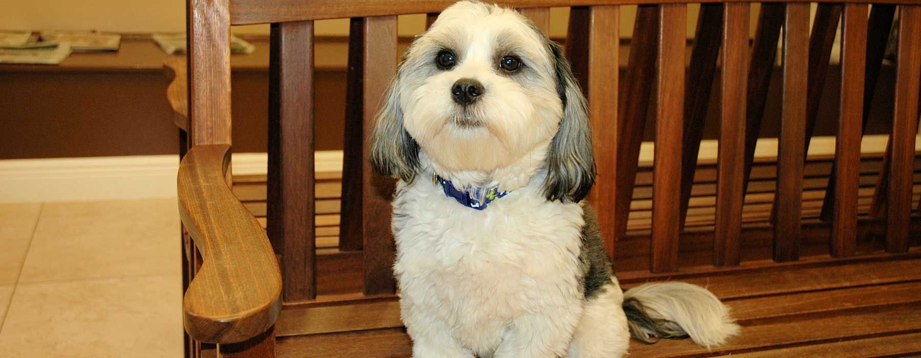 Home of San Carlos Park Animal Hospital in Fort Myers, Florida