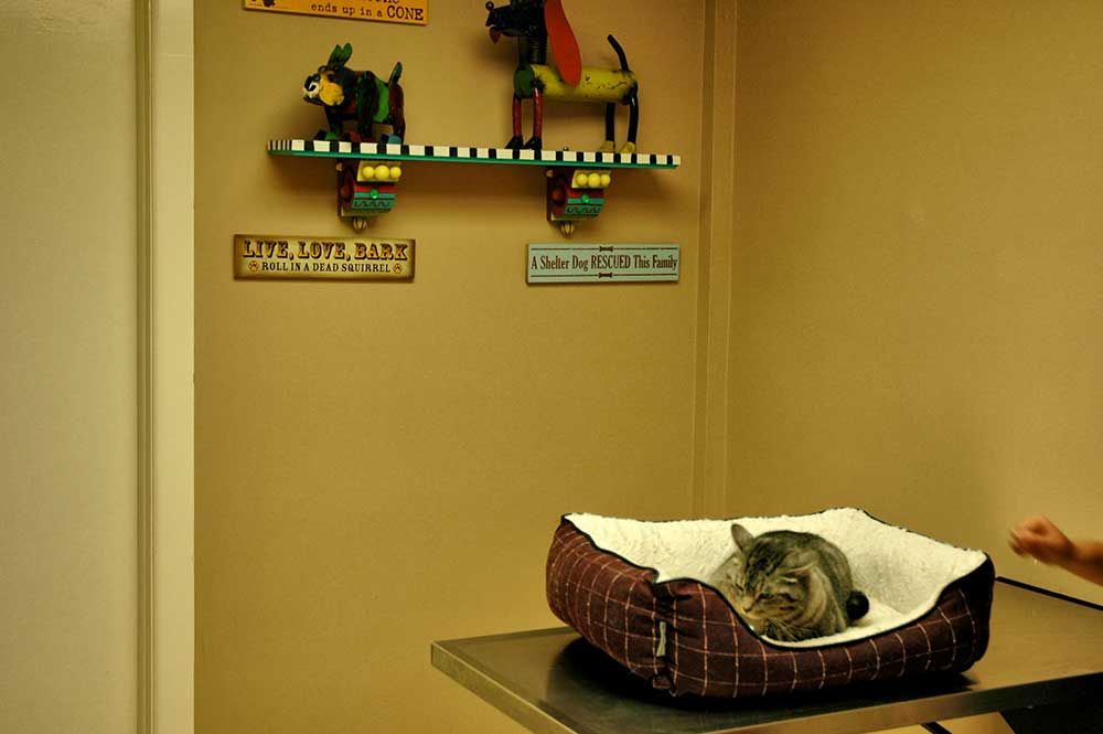Cat Exam Room