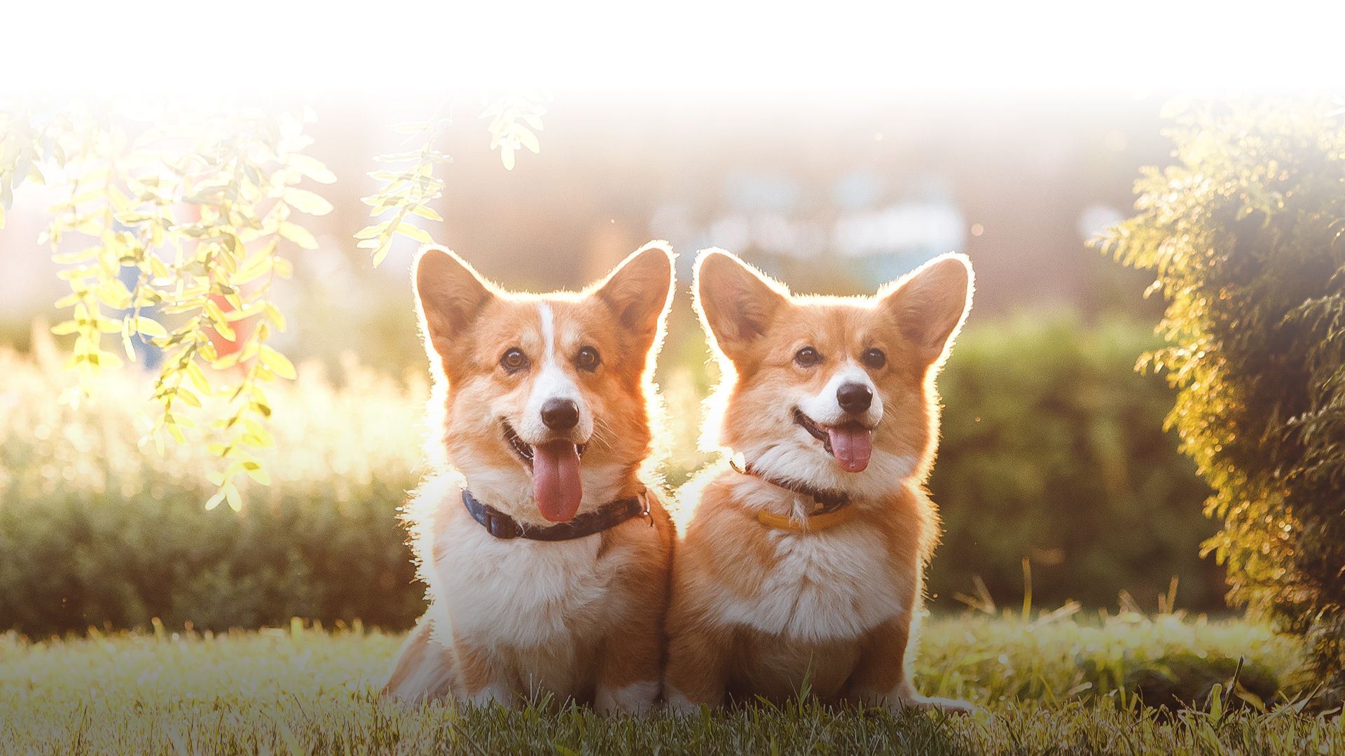 Veterinarians in Auburn IL Auburn Veterinary Service