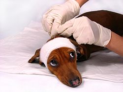 pet emergency care