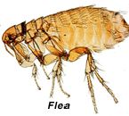 flea/tick control