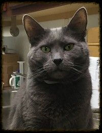 Ringo