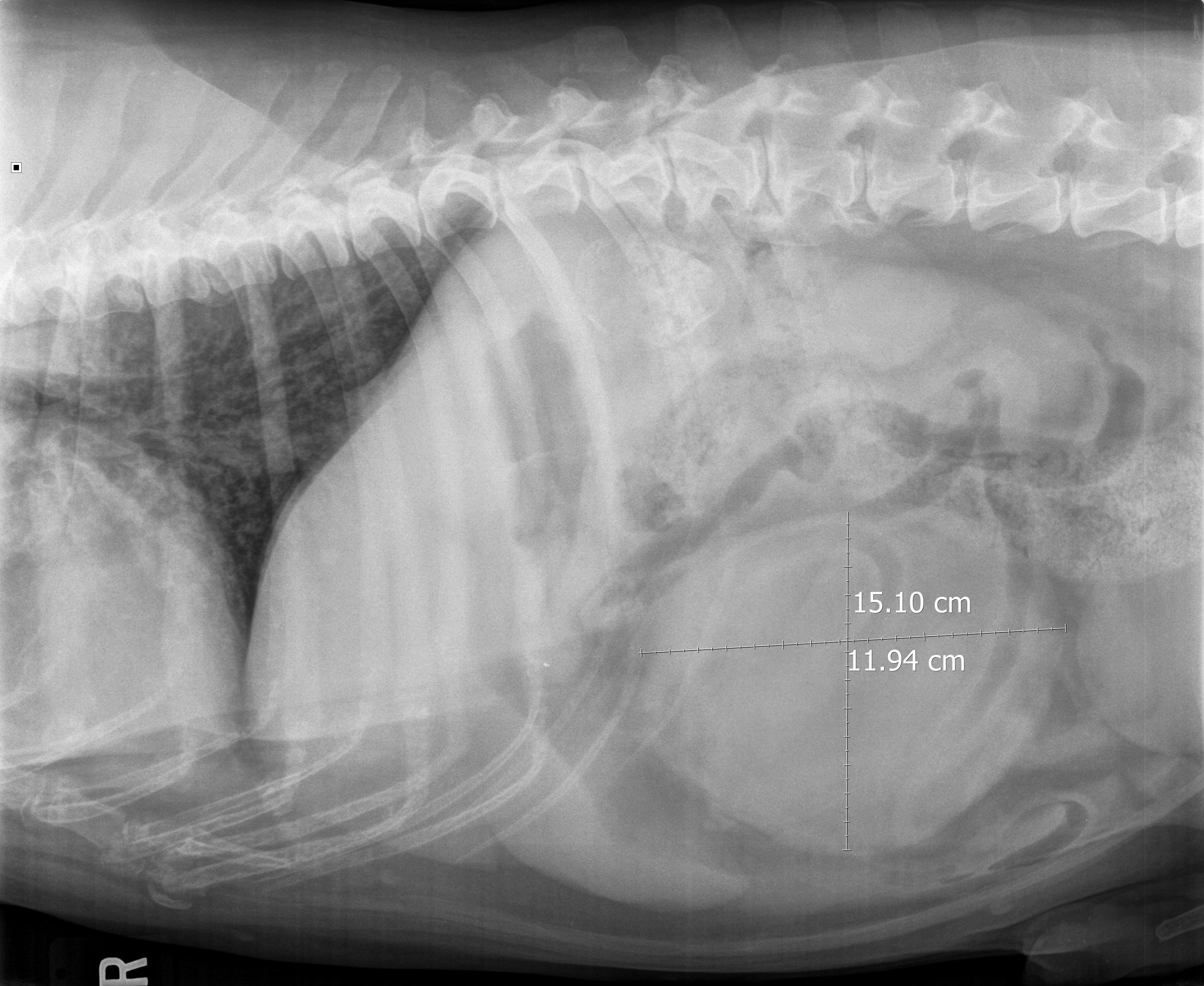 Elm Point Animal Hospital offers the latest technology in healthcare imaging for your pet.