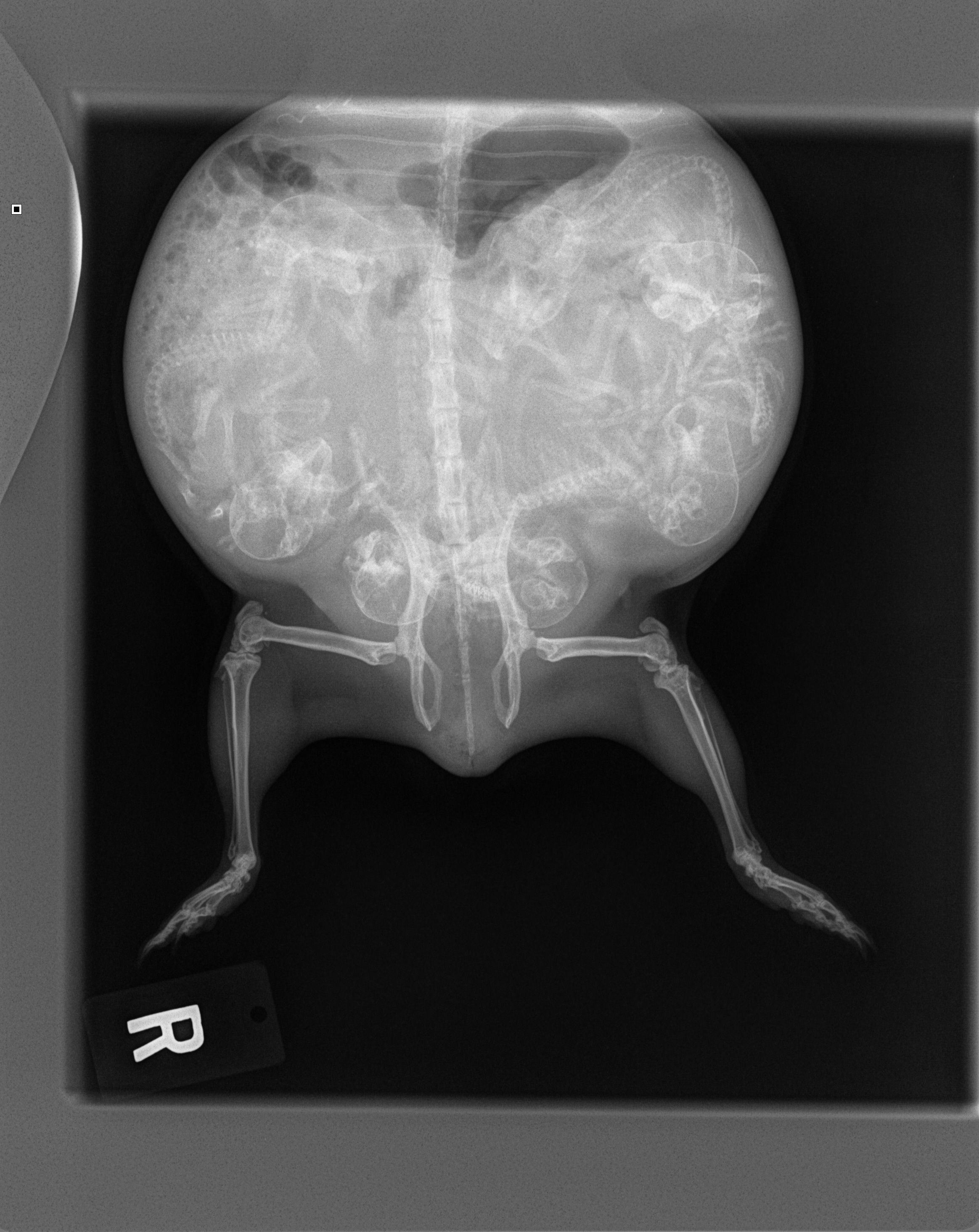 Elm Point Animal Hospital offers the latest technology in healthcare imaging for your pet.