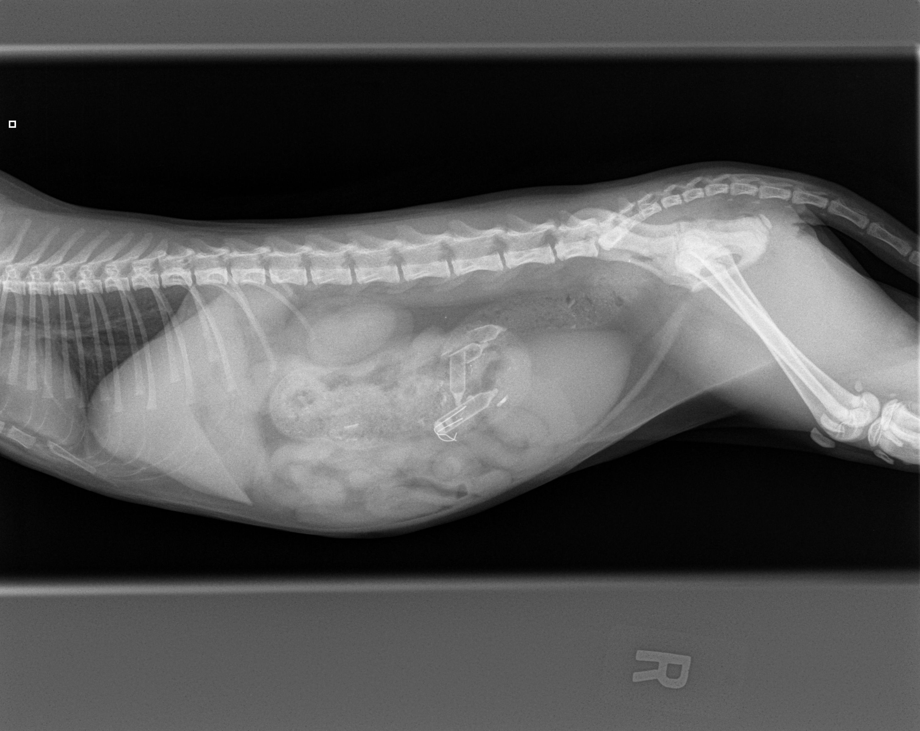 Elm Point Animal Hospital offers the latest technology in healthcare imaging for your pet.