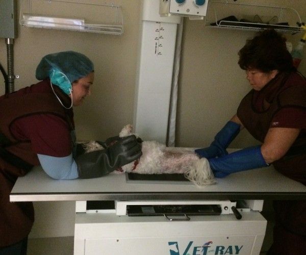 Elm Point Animal Hospital offers the latest technology in healthcare imaging for your pet.