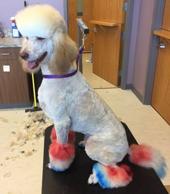 Basic Pet Grooming Services in St. Charles MO