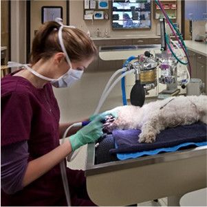 pet under dental care