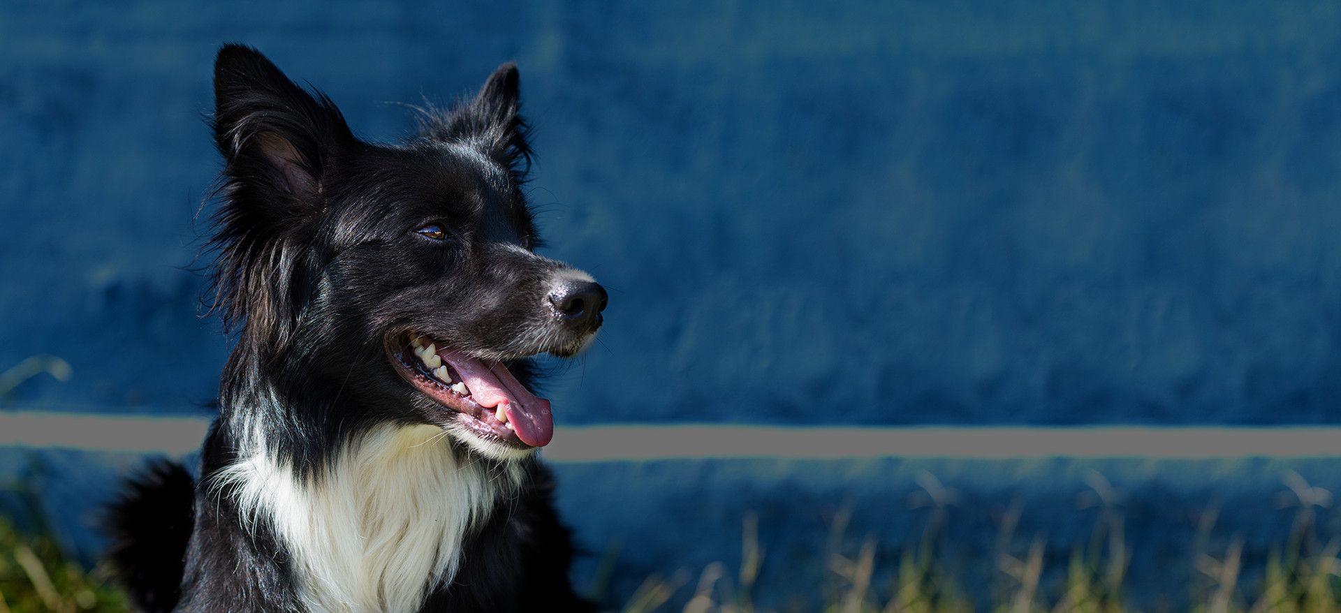 Bayshore Animal Hospital, Vet in Warrenton OR Bayshore Animal Hospital, Vet in Warrenton OR