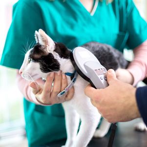 cat having a microchip placement