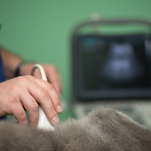 pet under ultrasound