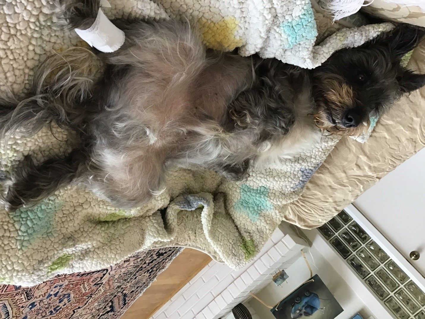 Testimonials for Bayshore Animal Hospital in Warrenton OR Testimonials for Bayshore Animal Hospital in Warrenton OR
