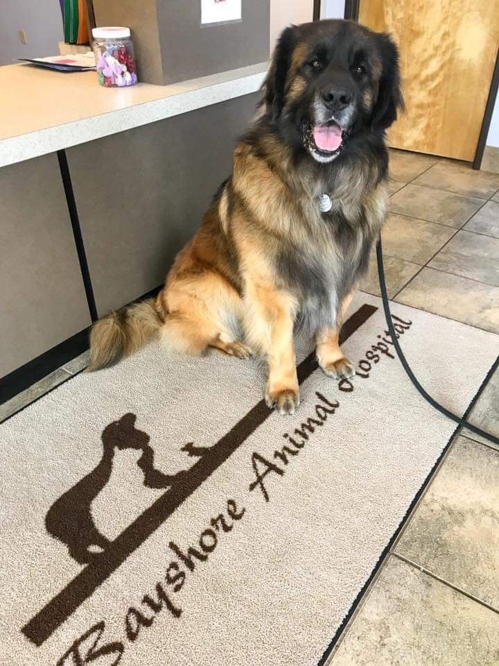 dog on rug