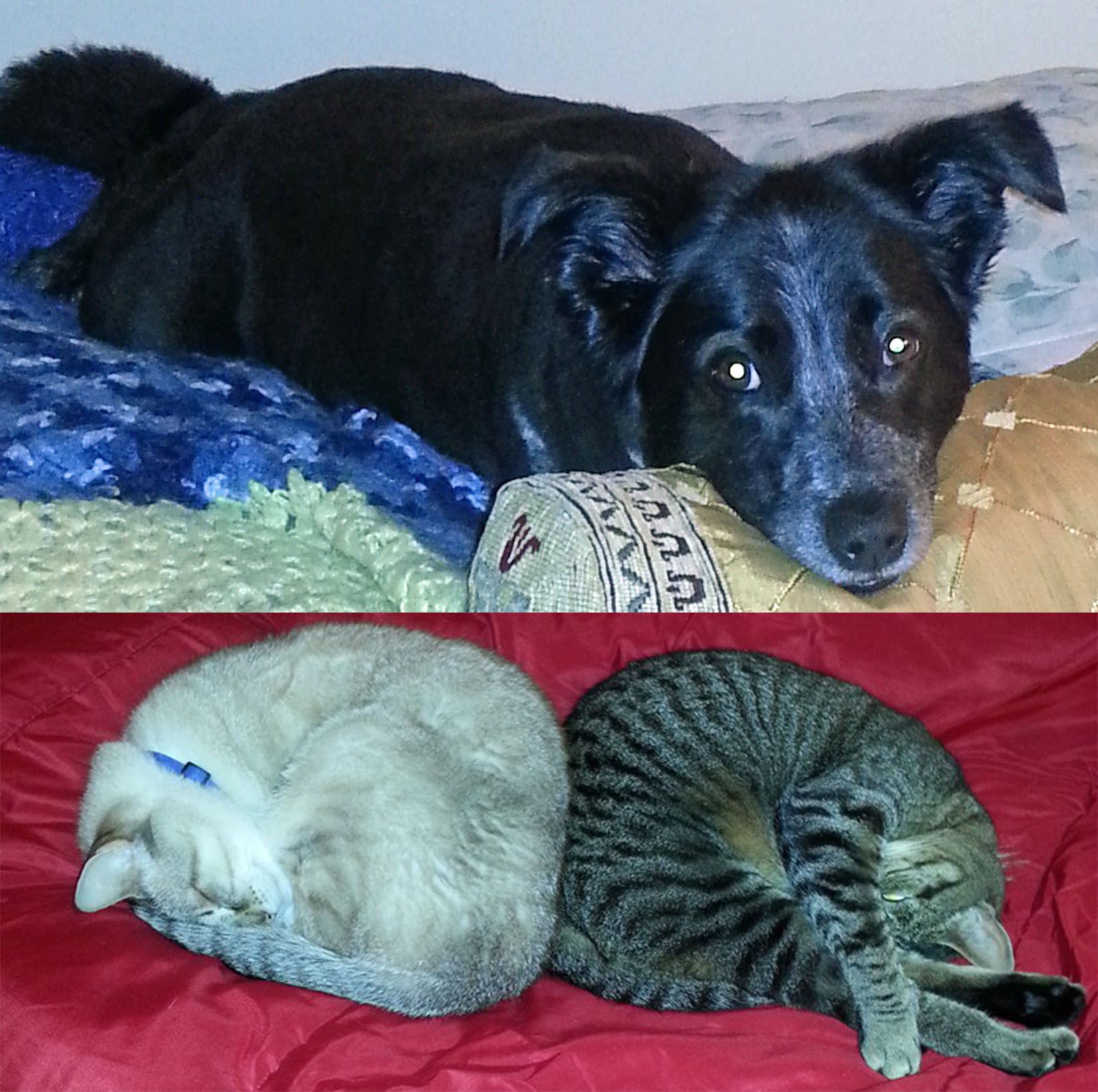 dogandcat