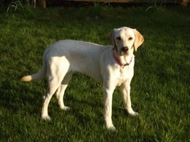 dog on grass