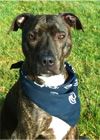 dog with handkerchief on neck