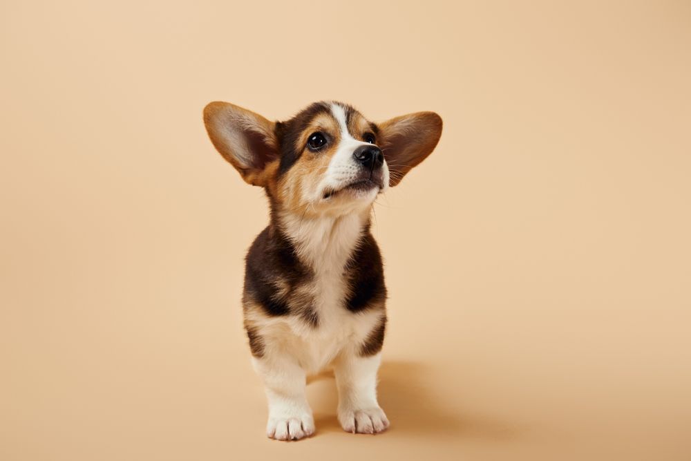 corgi