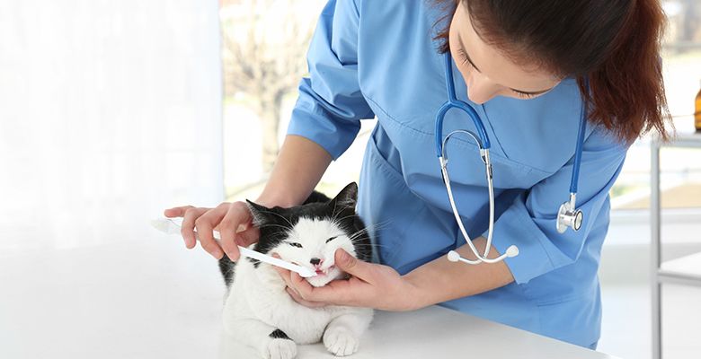 vet administering vaccine