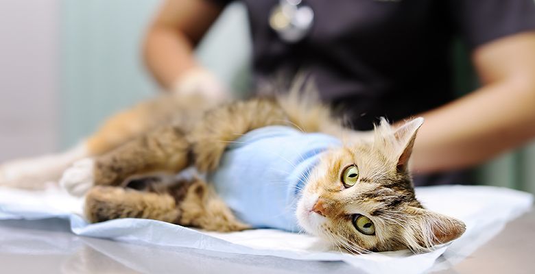 pet in the hospital