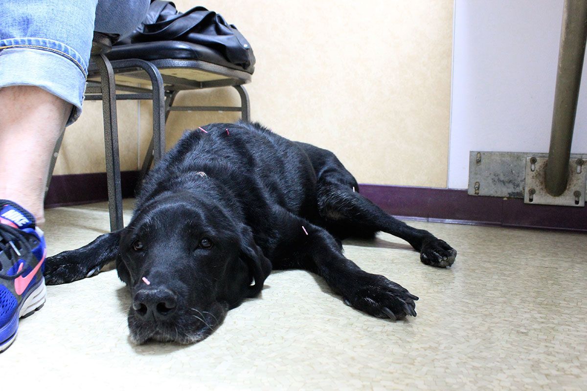 dog lying down