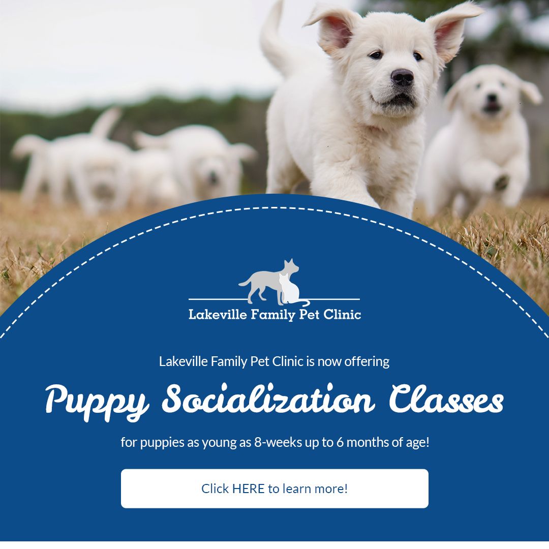 Lakeville Family Pet Clinic Veterinarian in Lakeville MN