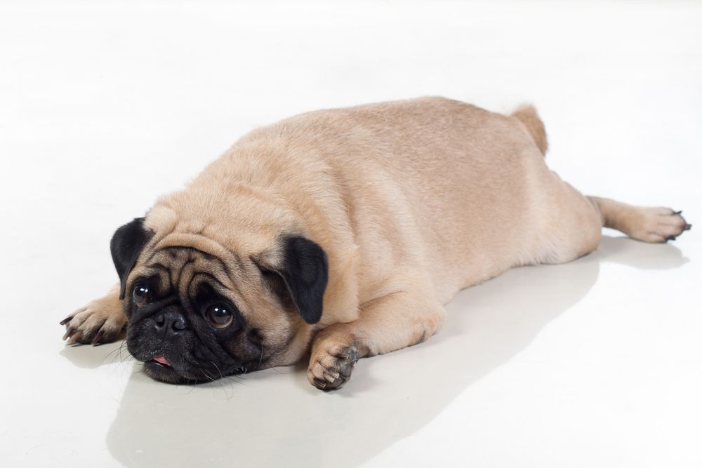 How Proper Nutritional Counseling Can Prevent Pet Obesity