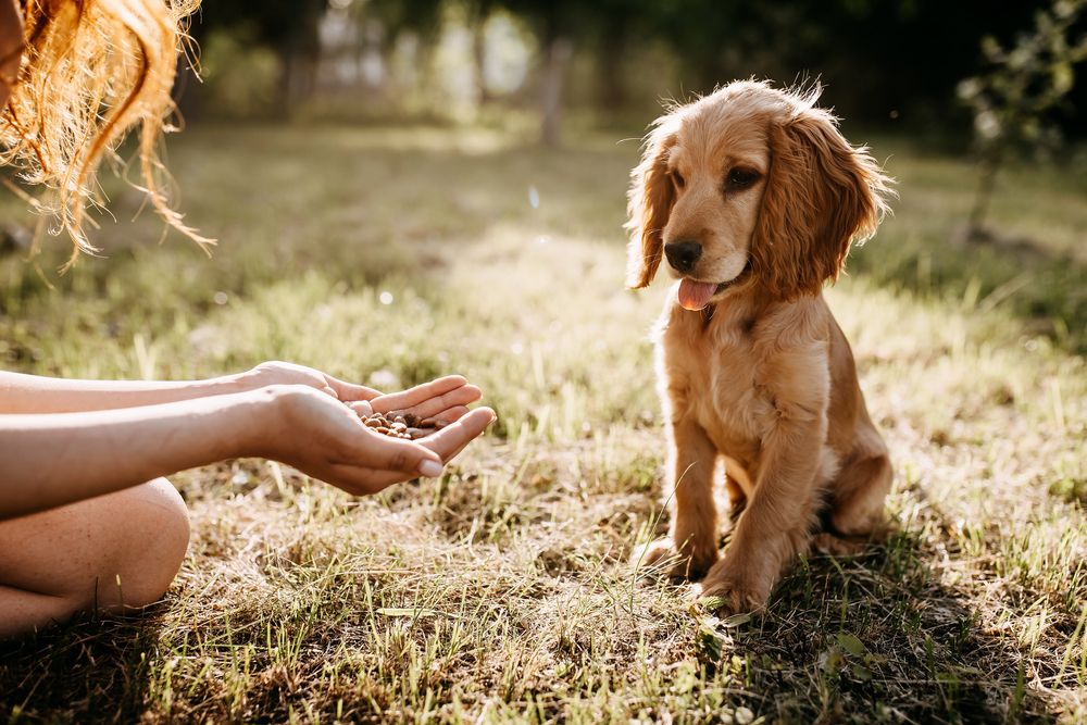 Why Obedience Training Is So Important