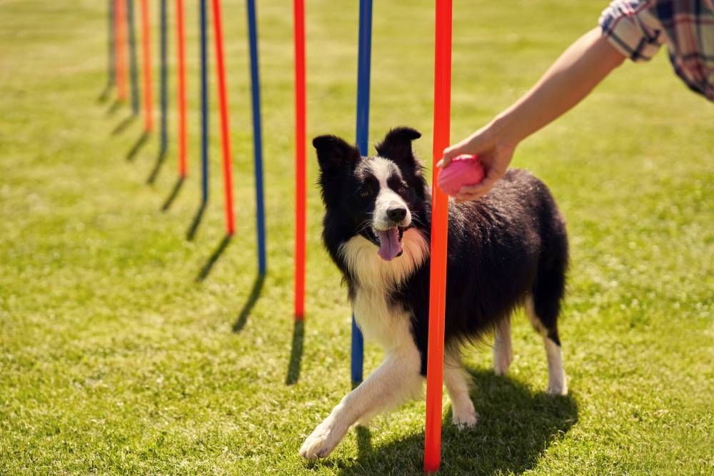 Benefits of Pet Behavioral Consultations