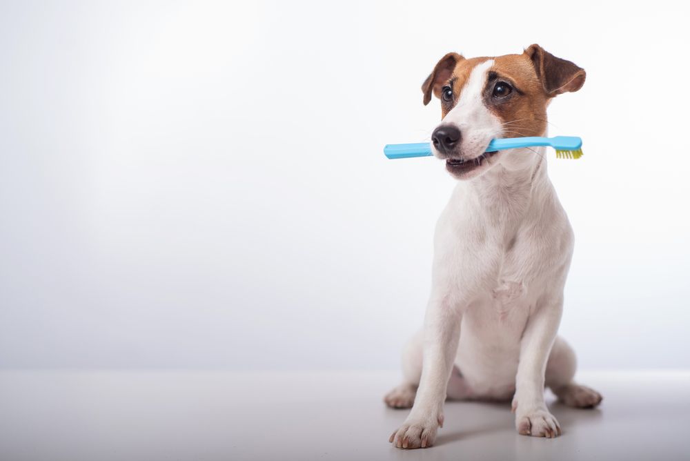6 Facts You Need to Know to Protect Your Pet’s Oral Health