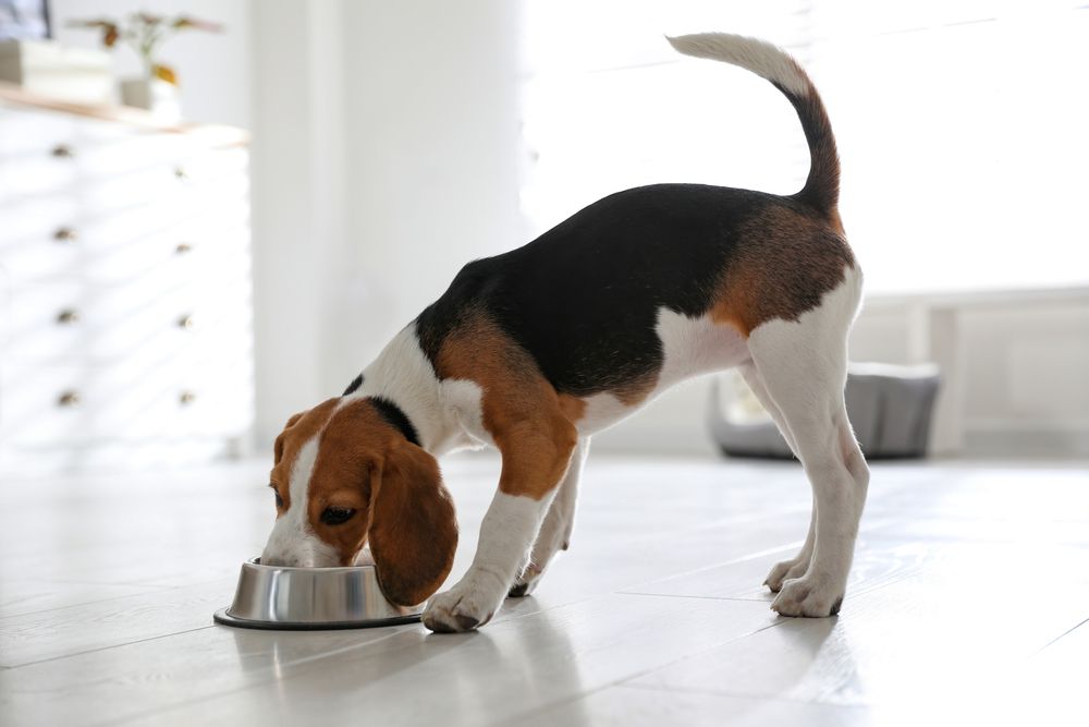 How to Choose the Right Food and Nutrition for Your Pet