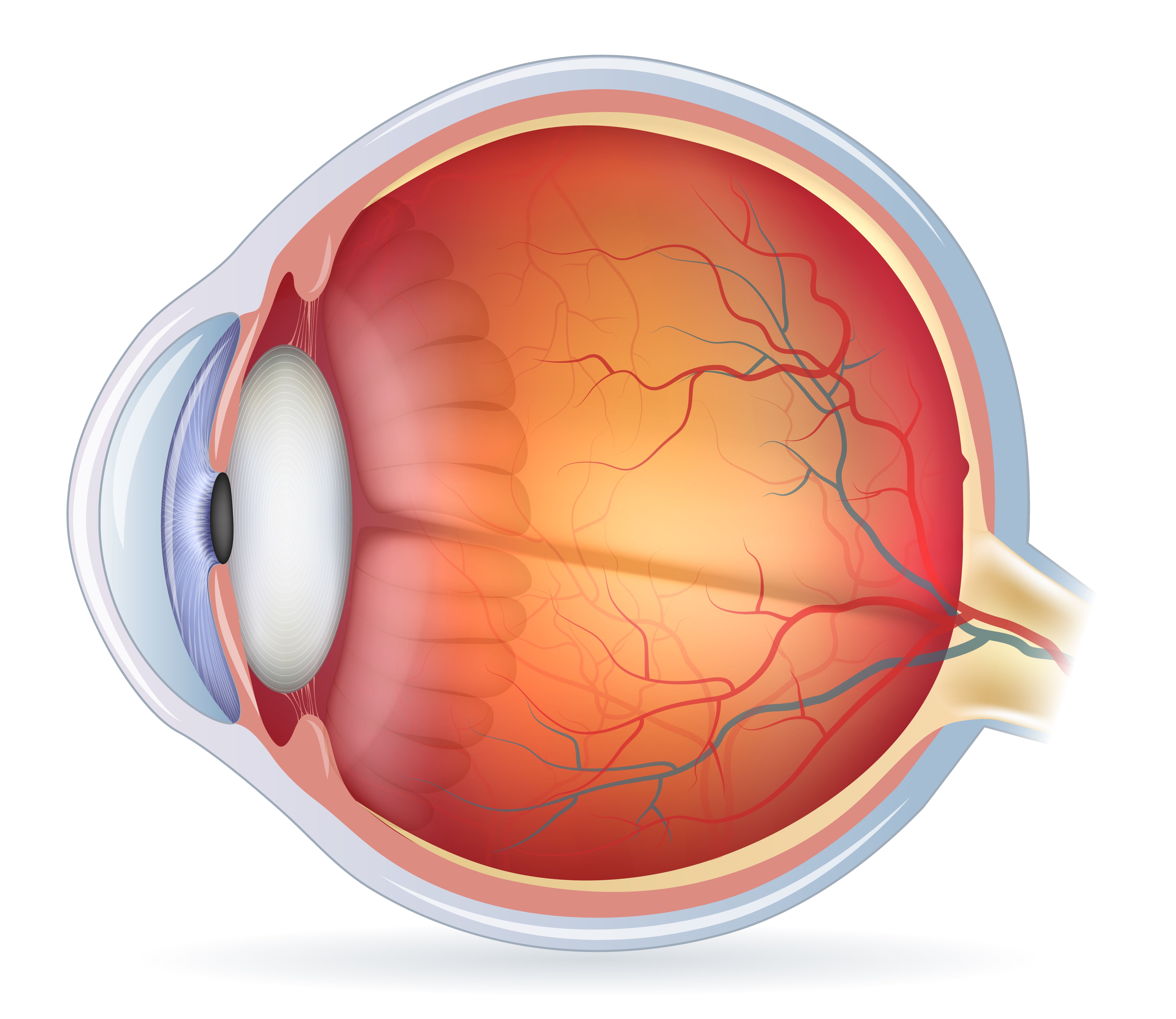 Why can’t I see up close anymore? Presbyopia and how it affects our vision.