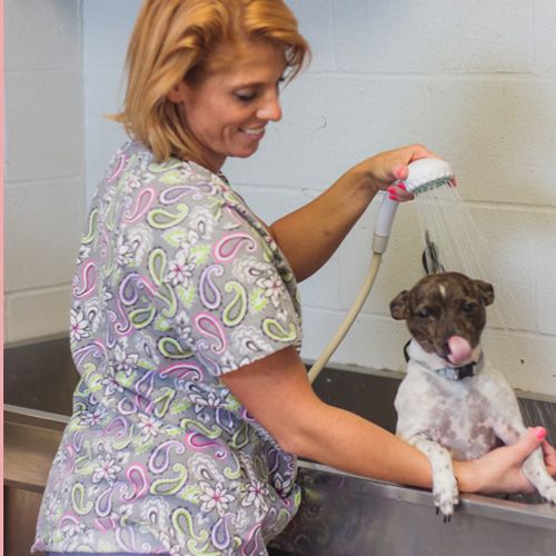 Pet Grooming in Cleveland TN Pet Groomer in Cleveland TN
