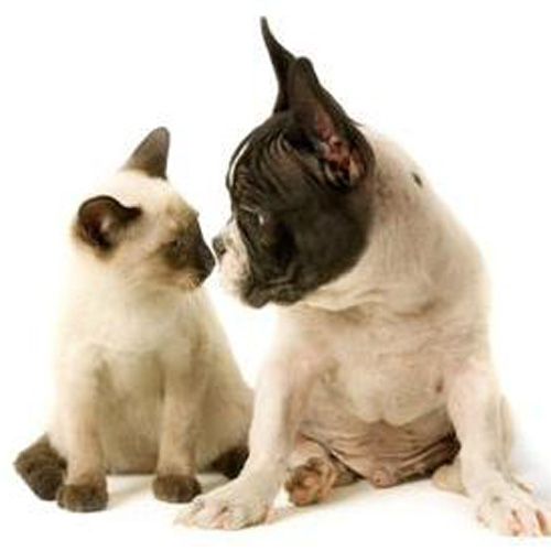 veterinary reproductive services near me