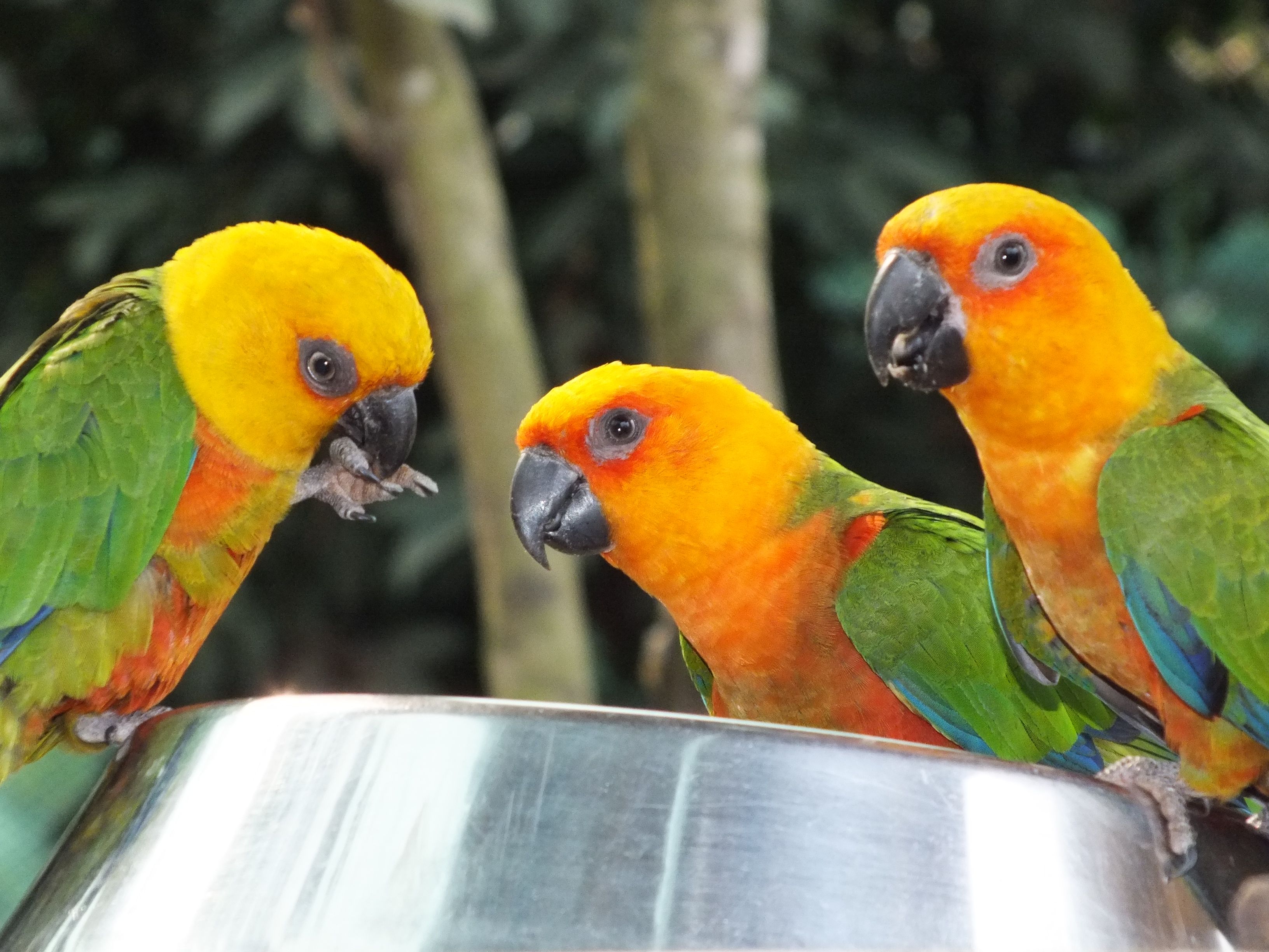 vet clinic for birds near me