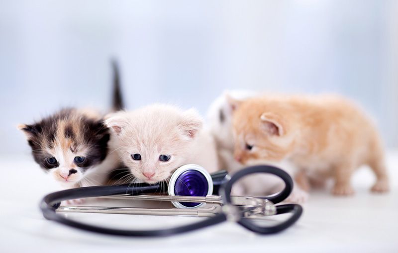 cat friendly practice in