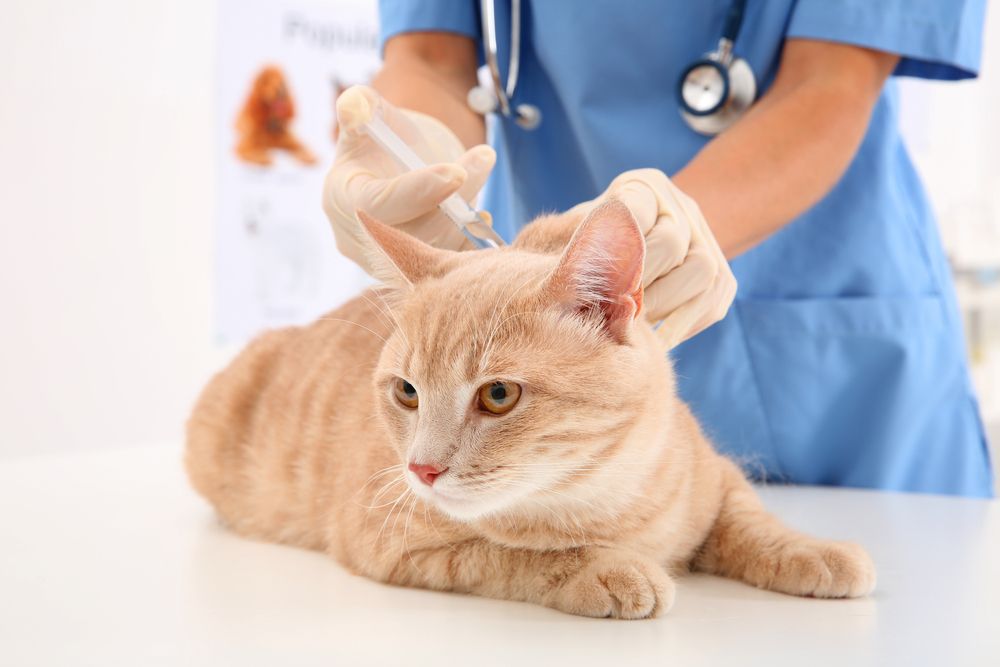 Are Vaccinations Necessary for Cats?