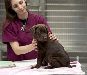 dog in a veterinary clinic