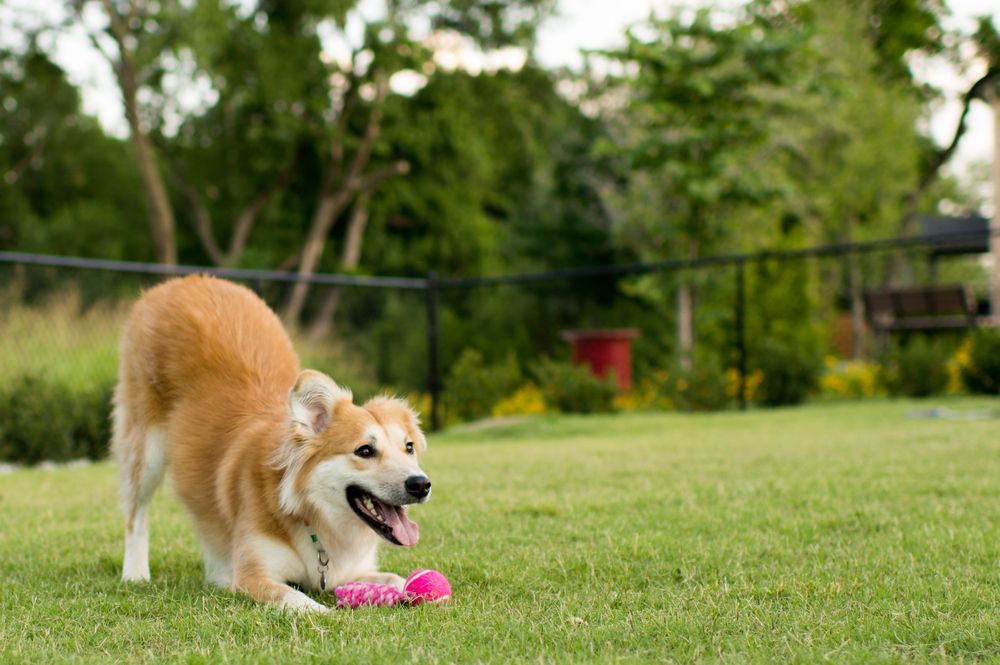 dog boarding