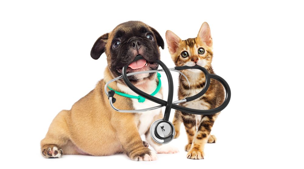 Spotting Signs of Cancer in Your Pet | Westford, MA