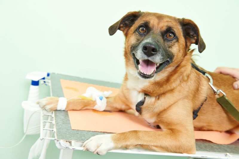 The Benefits of Chemotherapy for Pets
