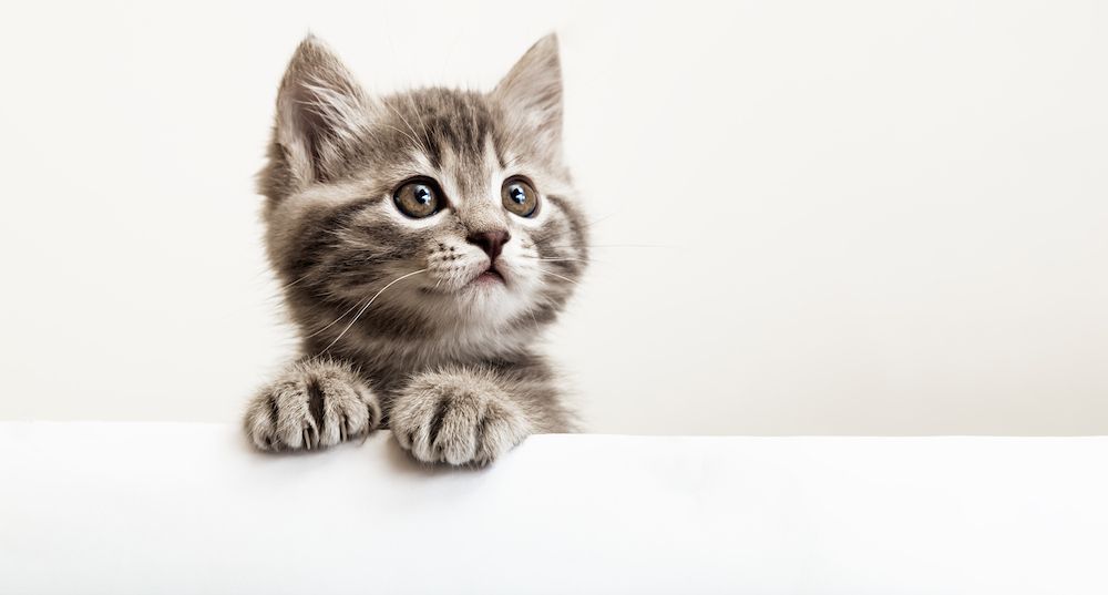 5 Reasons You Should Neuter/ Spay Your Pet