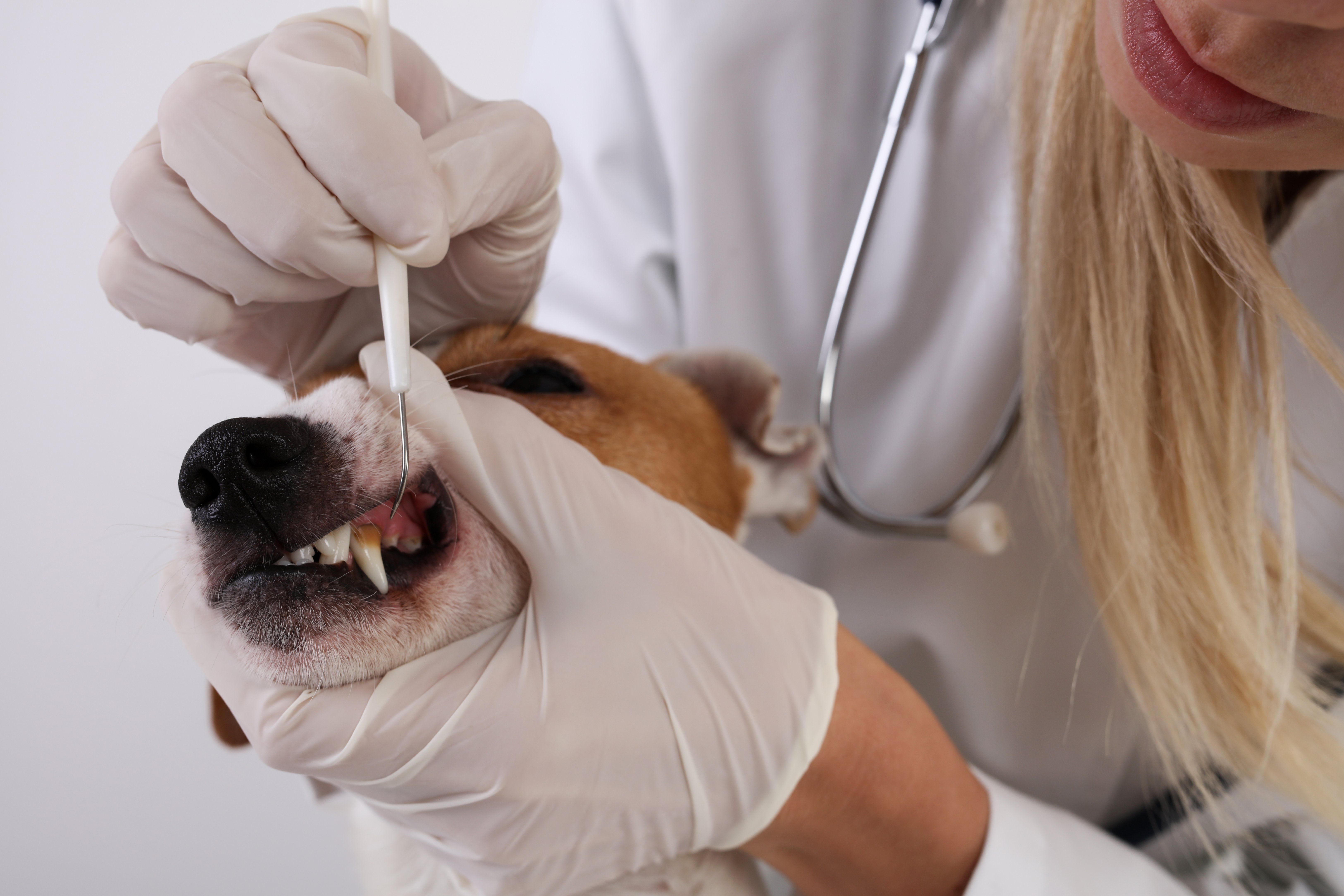 5 Ways Professional Teeth Cleaning Improves Dog Dental Care