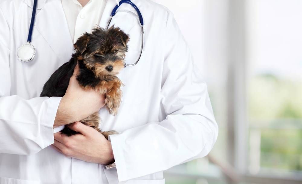 Importance of Vaccinations for Pets