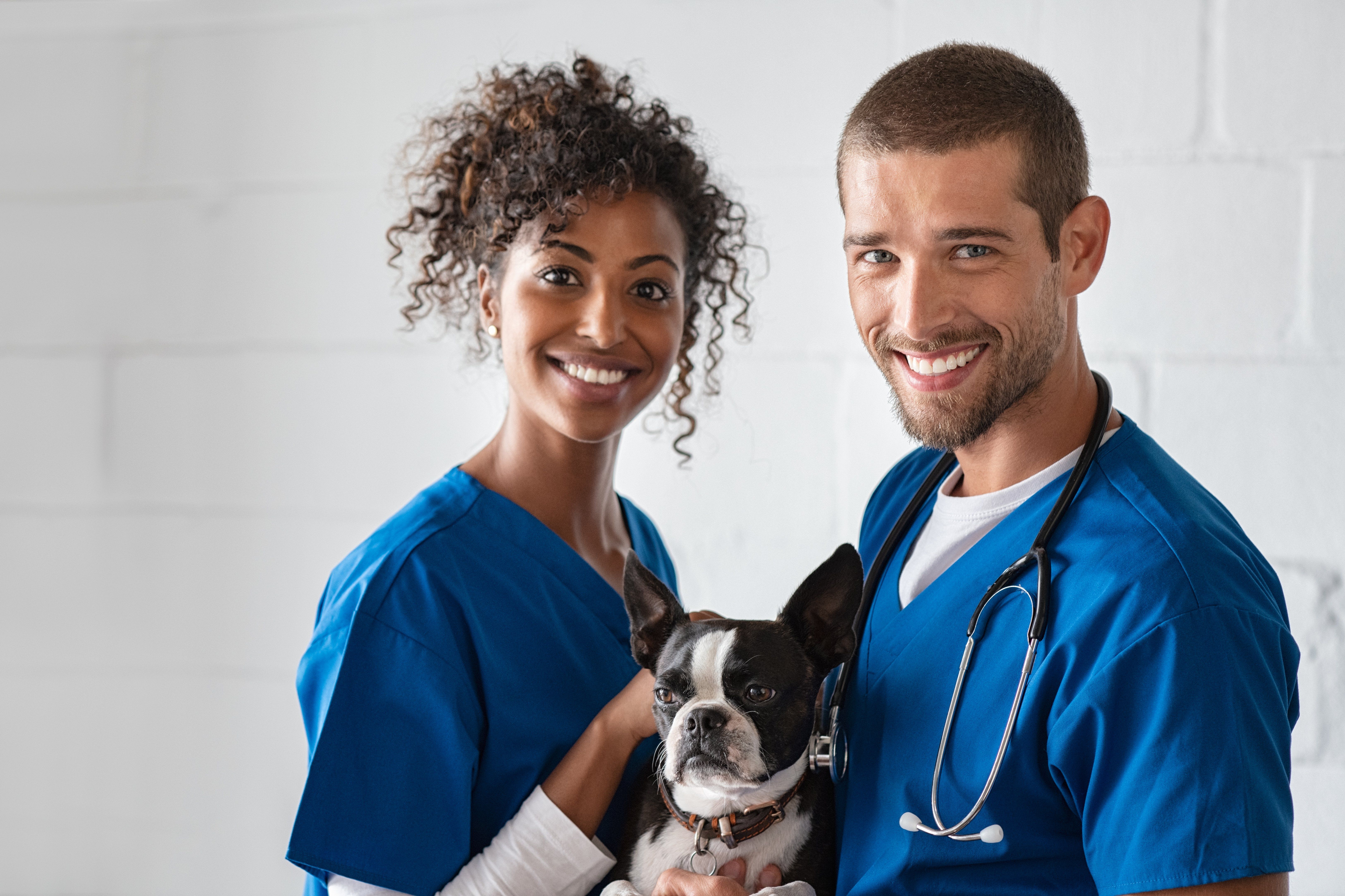 Choosing the Right Veterinarian for Your Dog's Surgery