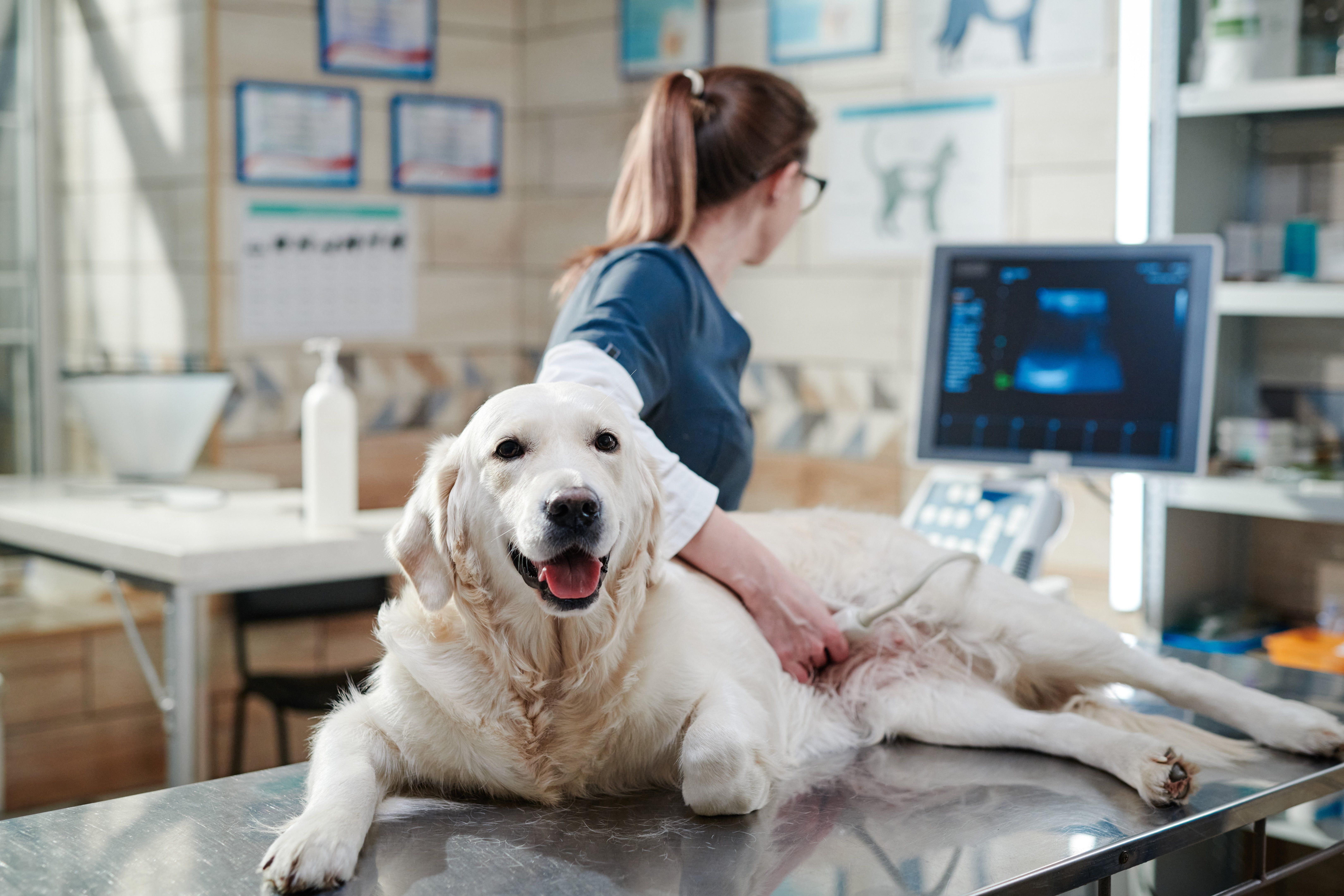 How to Prepare Pets for an Ultrasound