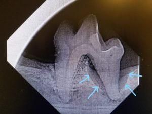 The Importance Of Annual Dental Cleanings In Dogs & Cats