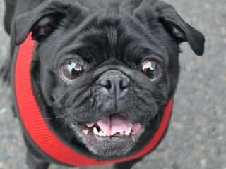 Black pug